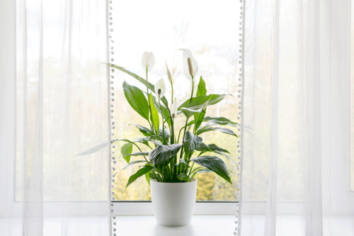 7 Ways to Improve your Indoor Air Quality
